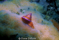 Topshell Monterey Bay Ca. by Dave Difiore 